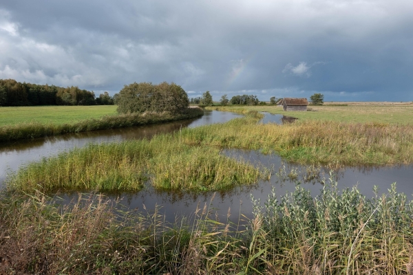 Feuchtgebiet mit Schilf und kleiner Baumgruppe